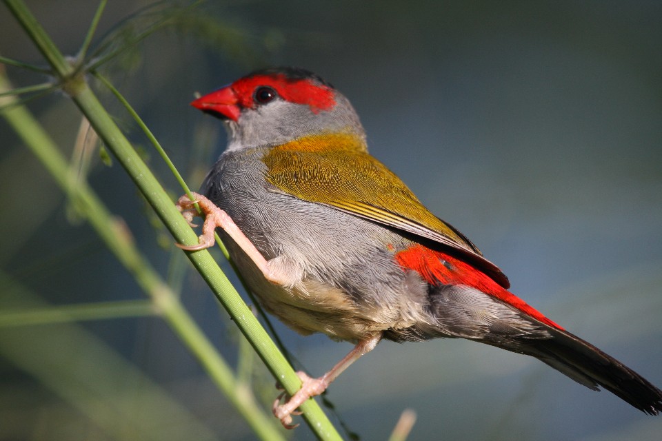 Red-browed Finch (Neochmia temporalis)